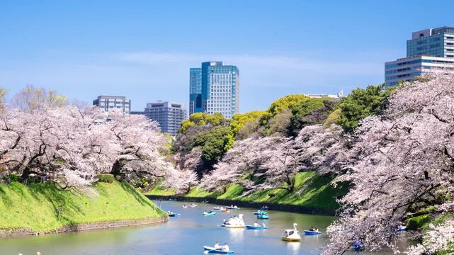 日本の春・東京 千鳥ヶ淵緑道 満開の桜　タイムラプス 2026
