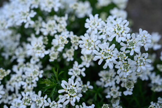 Beautiful white flowers of evergreen candytuft.