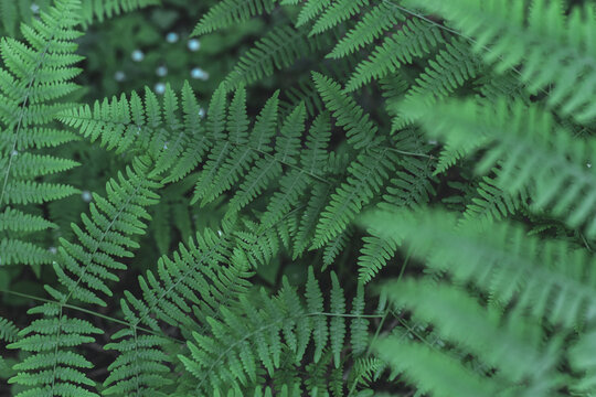 Bracken Fern (Pteridium aquilinum) Leaves