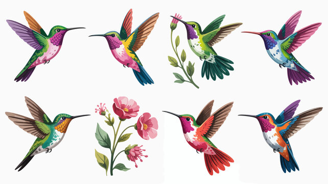 Colorful hummingbirds flying with flowers illustration