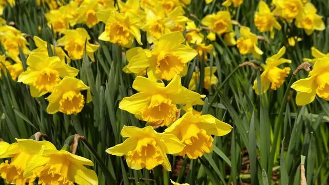 Bright yellow daffodils flower bloom in spring sunny field.