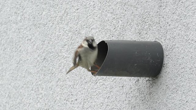 Two house sparrows interacting at a wall pipe, one taking off while another appears and flies away, 4K slow motion