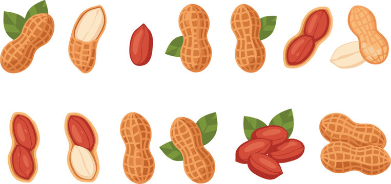 Vector collection of fresh peanuts in shells and kernels for organic snacks healthy food packaging and farm market design elements.