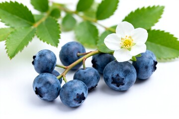 Fototapeta premium Blueberries with flower and leaves