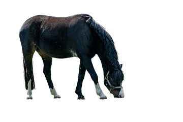 Fototapeta premium Horse grazes on grass in a field during daylight hours