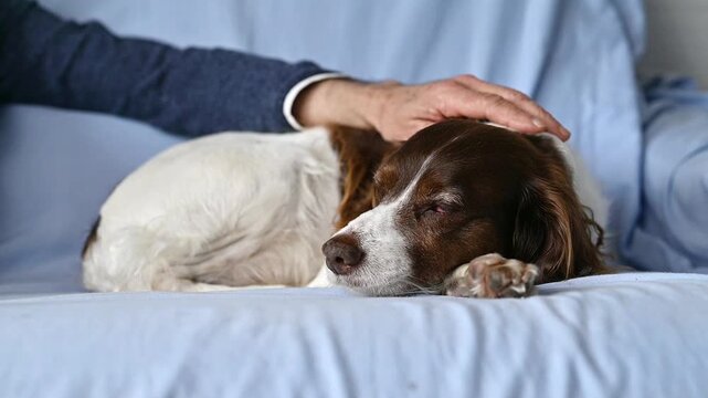 English Springer Spaniel dog lying on sofa at home next to owner being gently petted showing calm companionship and relaxed domestic lifestyle