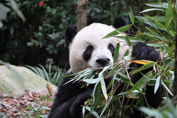 Giant panda eating bamboo leaves at Dujiangyan Panda Valley, Sichuan Province of China © Crystaltmc