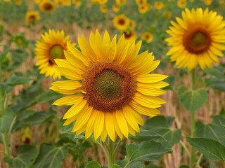 Fototapeta premium Beautiful yellow sunflower in a close-up in a sunflower field.