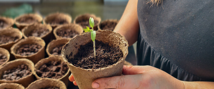 Person's hands gently holding a small tomato seedling planted in a biodegradable peat pot, surrounded by many empty pots filled with soil, representing new growth and sustainable gardening.