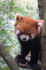 Obraz premium Red panda with reddish-brown fur and a black belly and legs at Dujiangyan Panda Valley, Sichuan Province of China