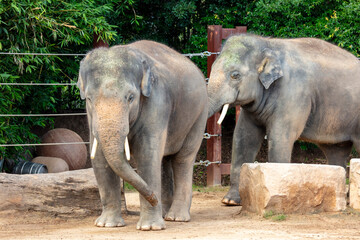 Fototapeta premium Photograph of two large elephants walking near a fence and trees in the sunshine at Sydney Zoo in the greater western Sydney region of New South Wales, Australia