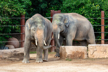 Fototapeta premium Photograph of two large elephants walking near a fence and trees in the sunshine at Sydney Zoo in the greater western Sydney region of New South Wales, Australia