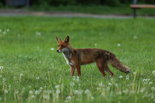 Close red fox standing in dandelion meadow, soft park background, detailed wildlife portrait in natural light