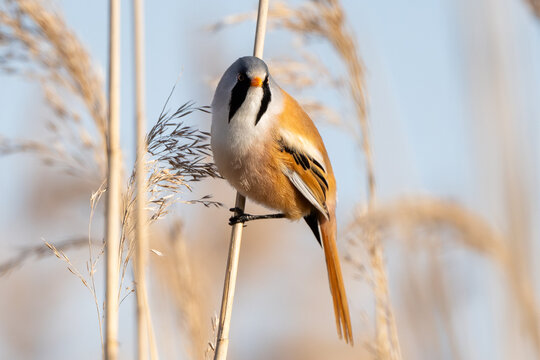 Male Bearded Reedling In Action
