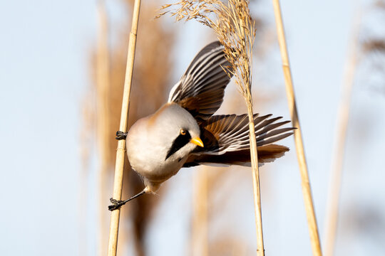 Male Bearded Reedling Flapping Wings