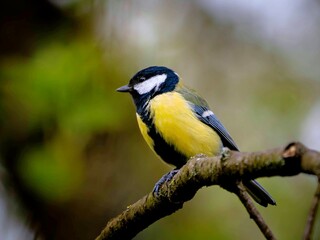 Great tit on a branch in the forest © Matthias Hafner