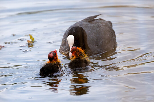Eurasian Coot Feeds Chicks