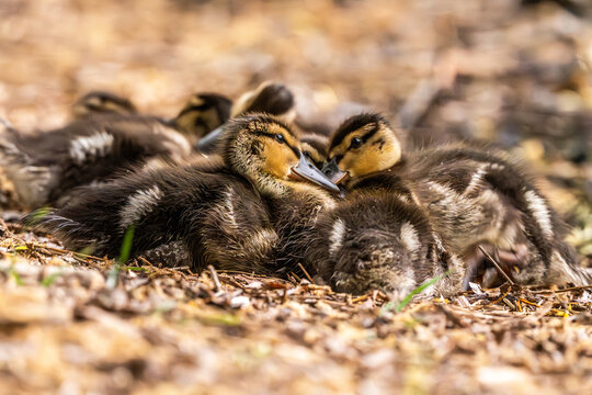 Little Ducklings Sitting Close Together
