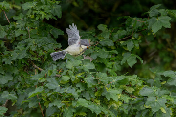 Mésange charbonnière © Laurent