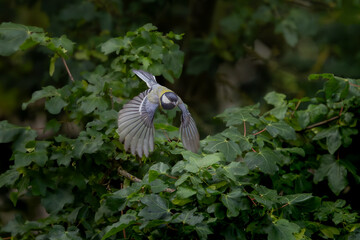 Mésange charbonnière en vol © Laurent