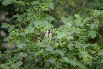 Mésange charbonnière © Laurent