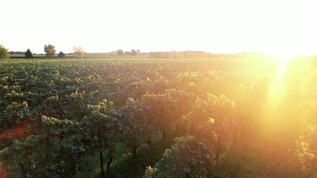 Warm evening vines with tranquil atmosphere. Sunset illuminates rustic vineyard with peaceful ambiance
