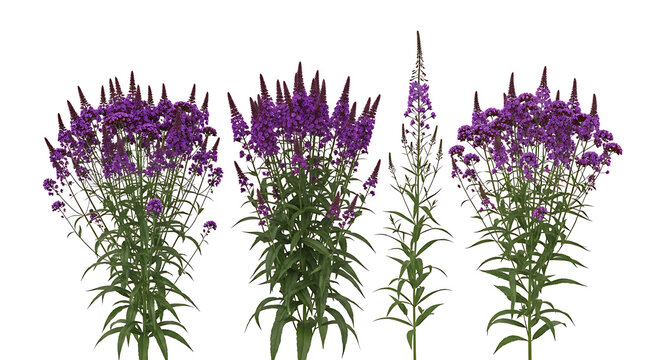 Cluster of tall purple butterfly bush flowers with botanical wildflower decoration isolated buddleja flowering