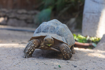 Obraz premium Front view of African spurred tortoise walking on sand towards camera on Fuerteventura