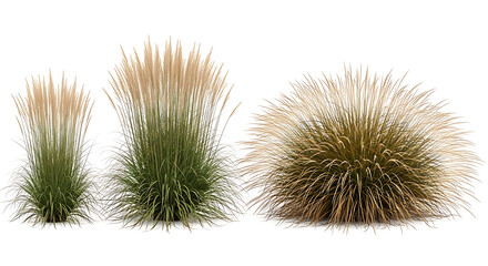 Obraz premium Variety of ornamental grasses in different sizes and textures with ornamental grass seed heads tall grass white background design element botanical feathery horticulture decoration landscape