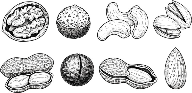 Hand drawn nut vector collection featuring walnut, peanut, almond, pistachio, hazelnut, and cashew sketch illustrations