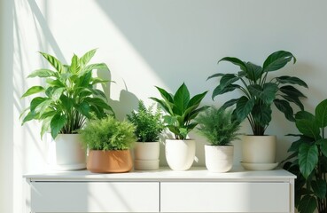 Fototapeta premium Several potted green houseplants with diverse leaves sit on a white dresser against a light wall. Natural light creates soft shadows and highlights on the leaves and surface.