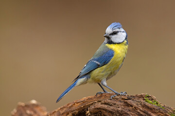 Modraszka (Cyanistes caeruleus) © Grzegorz