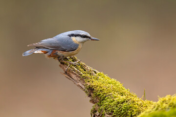 Obraz premium Kowalik (Sitta europaea) 