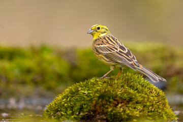 Trznadel (Emberiza citrinella) © Grzegorz