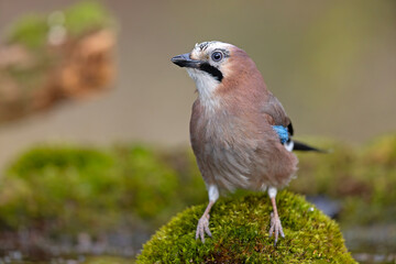 Sójka (Garrulus glandarius)  © Grzegorz