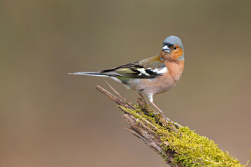 Zięba (Fringilla coelebs) © Grzegorz