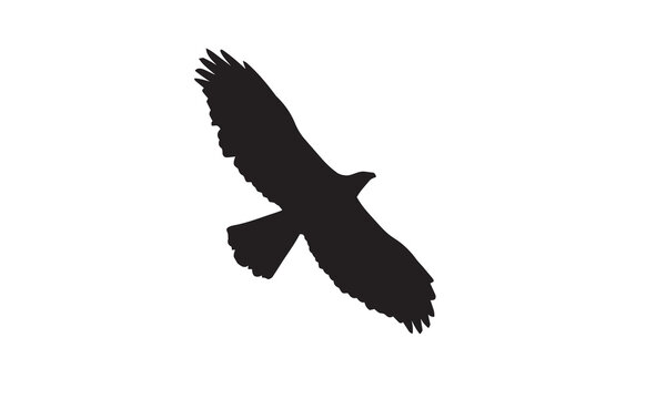 High-detail vector illustration of a Bonelli's Eagle. An editable professional illustration suitable for projects featuring birds of prey, nature, and wildlife.