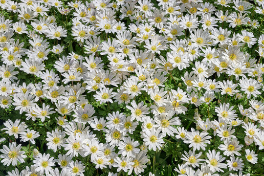 beautiful field of white anemones White Splendour