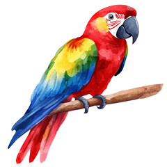 Cassican, watercolor drawing vector, isolated on a white background. © nexora