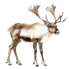 Caribou, watercolor vector, isolated on a white background. © nexora