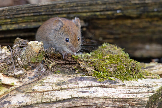 Nornica ruda (Clethrionomys glareolus)