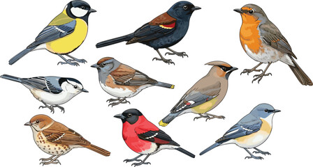 Collection of Colorful Garden Bird Vector Illustrations Featuring Species Like Robin Sparrow and Titmouse for Nature Wildlife and Educational Design Projects © Emdadul