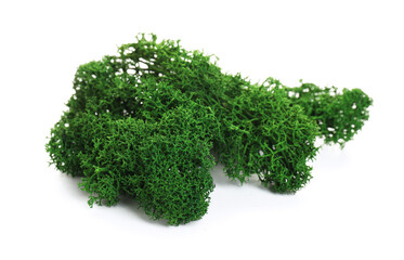 Obraz premium Bright green preserved moss isolated on white