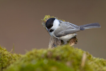 Fototapeta premium Czarnogłówka (Poecile montanus)