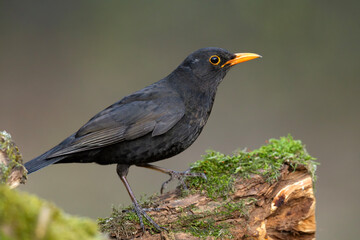 Kos (Turdus merula) © Grzegorz