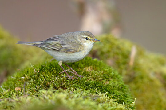 Piecuszek (Phylloscopus trochilus)