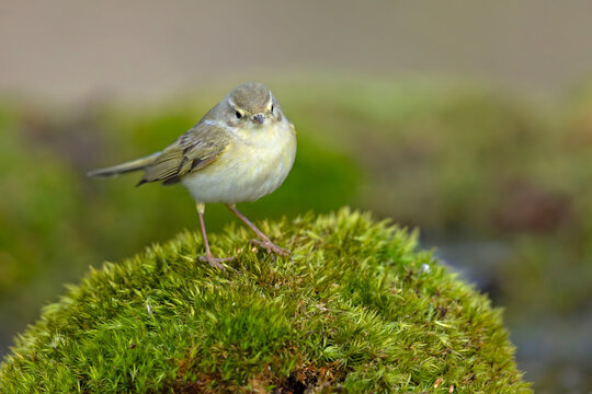 Piecuszek (Phylloscopus trochilus)