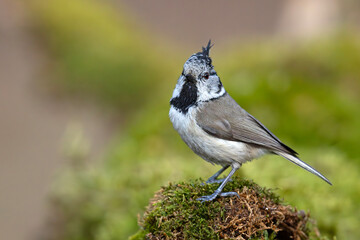 Czubatka (Lophophanes cristatus) © Grzegorz