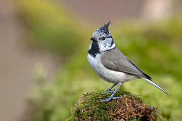 Czubatka (Lophophanes cristatus) © Grzegorz