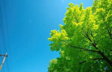 Fototapeta premium Bright green tree leaves fill frame against clear blue sky. Sunlight shines through foliage, showing new growth. Utility pole with wires visible on left.